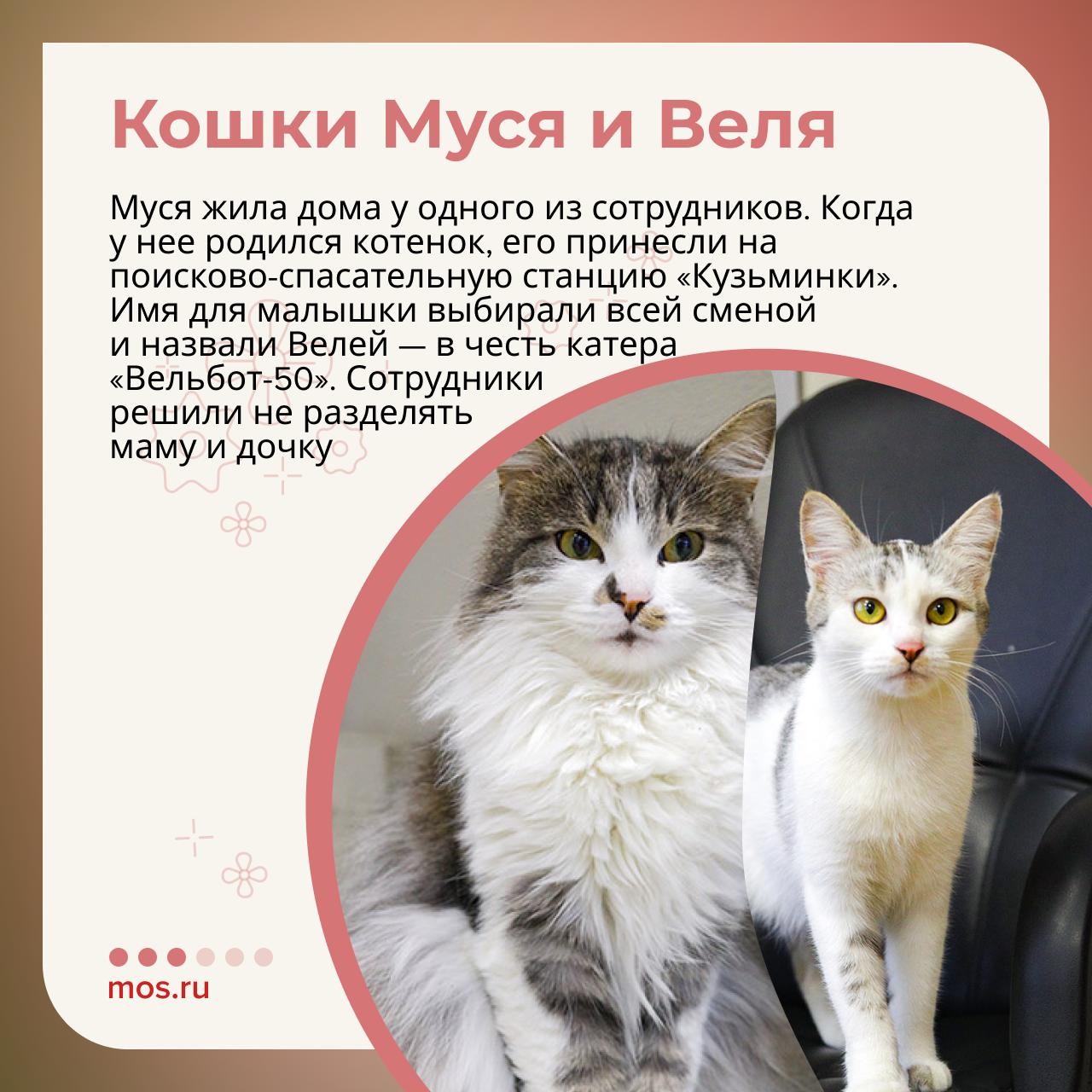 Они встречают после трудной смены, провожают на выезд и остаются рядом в непростой момент — все это о кошках, которые живут на московских спасательных станциях Они встречают после трудной смены, провожают на выезд и остаются рядом в непростой момент — все это о кошках, которые живут на московских спасательных станциях