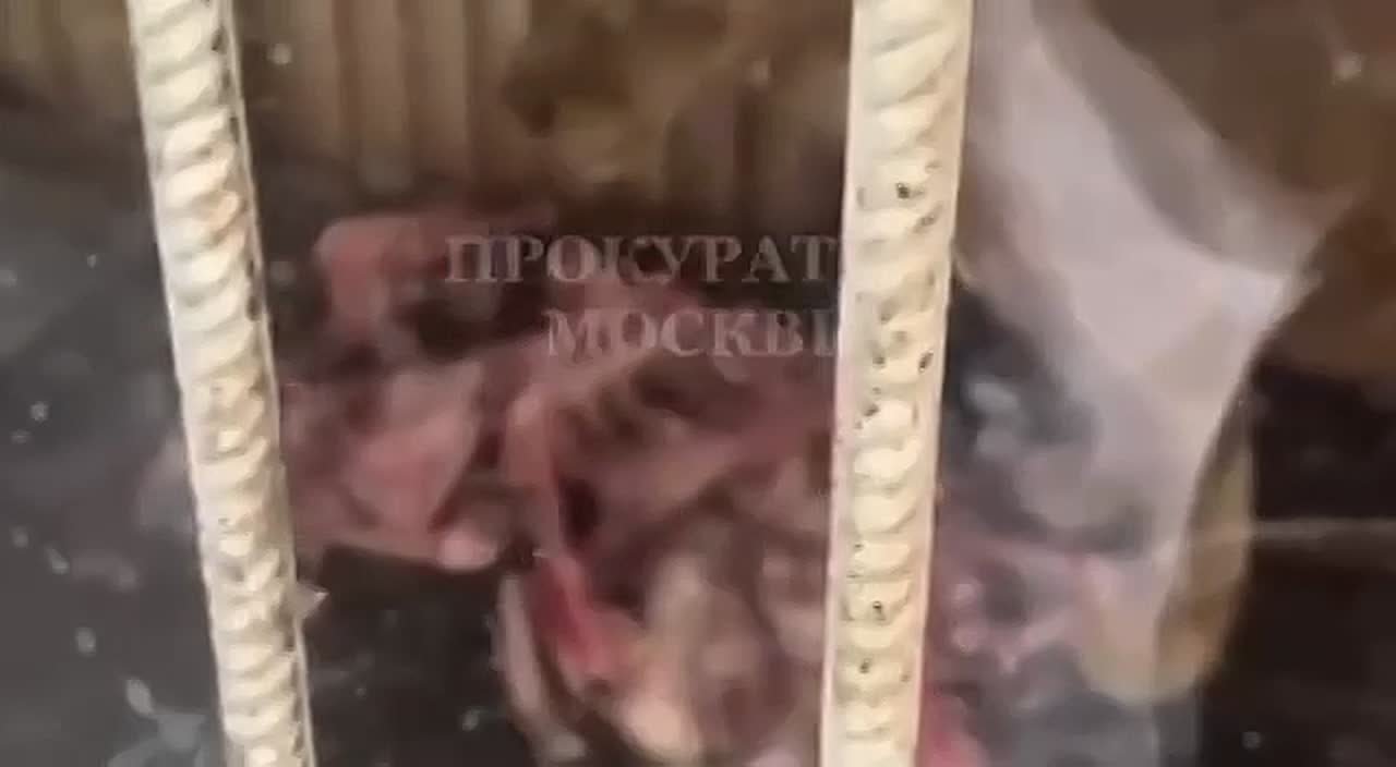 Львов, медведей и леопарда изъяли у мужчины в Новой Москве