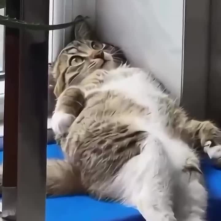 ������ ����, ��������! ��� � �������� �����������