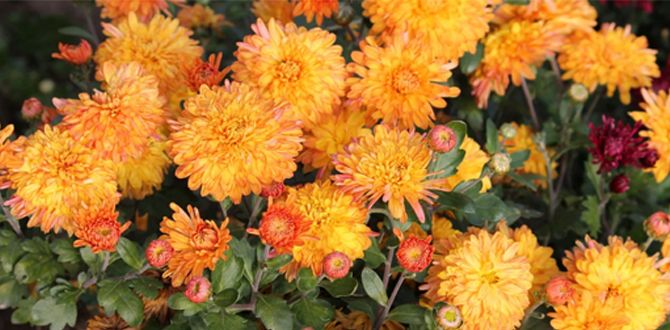 ��� ��������� ������������� ����������: �������� � �������� ������