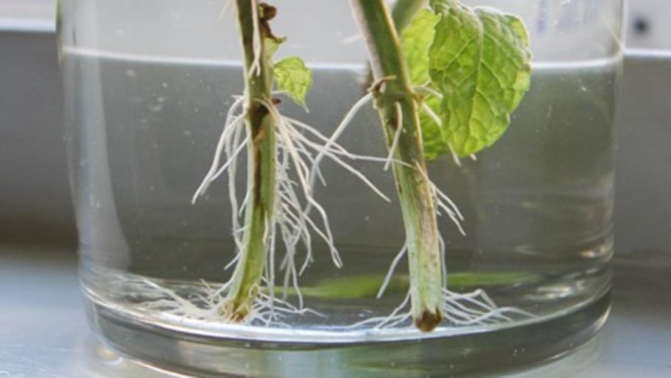 ��� ��������� ������� ��� �����: ������ �������� ������