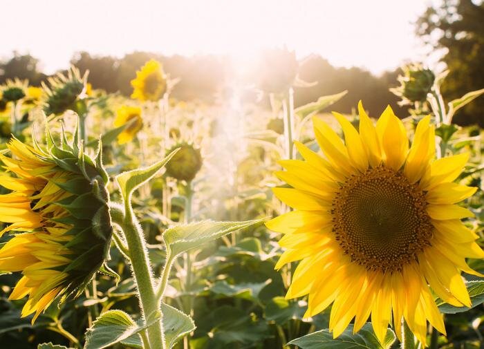 Подсолнух и картошка: соседи на огороде или вредные сослуживцы?
