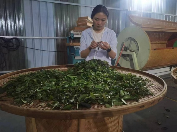 Нян Нян Ча: загадочный желтый чай с историей