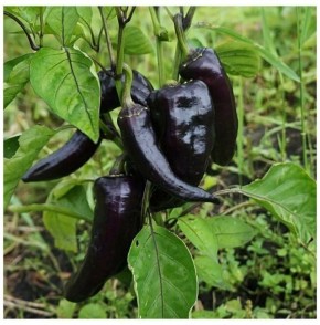 Перец черный Маркони: сладкие гиганты с уникальным внешним видом