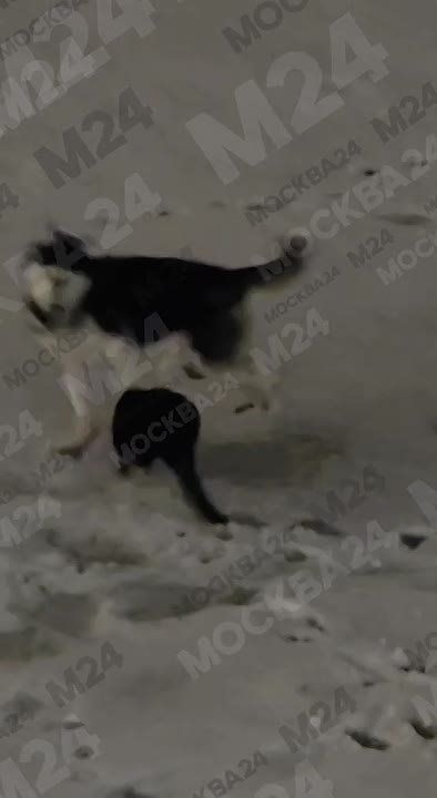 ����� �������� �������������� ����� �� ����� ��������