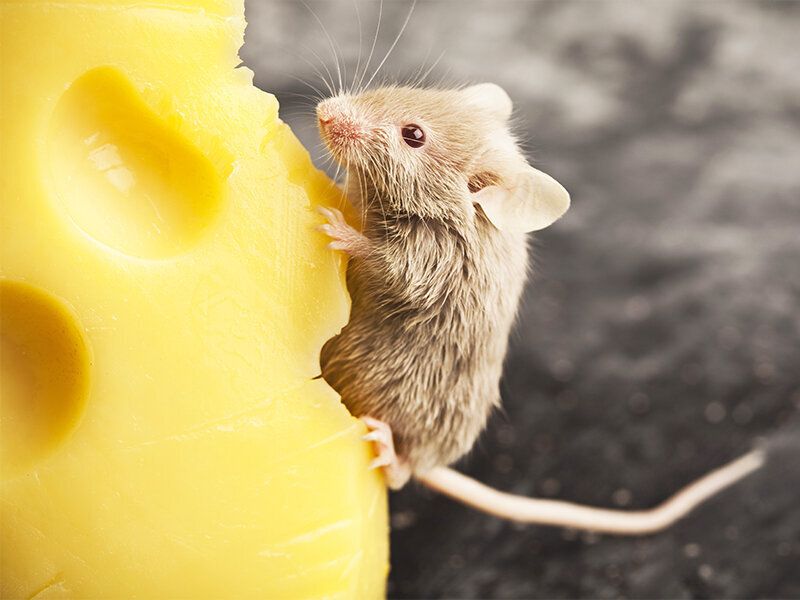 ��� ���������� ���������� �� ����� � �������� �� ������ ����