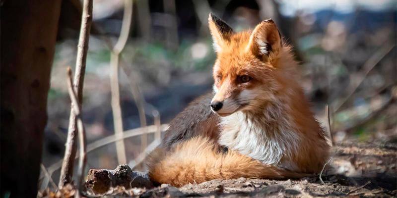 Платформа «Активный гражданин — детям» запустила новый опрос о весенних экомаршрутах столицы