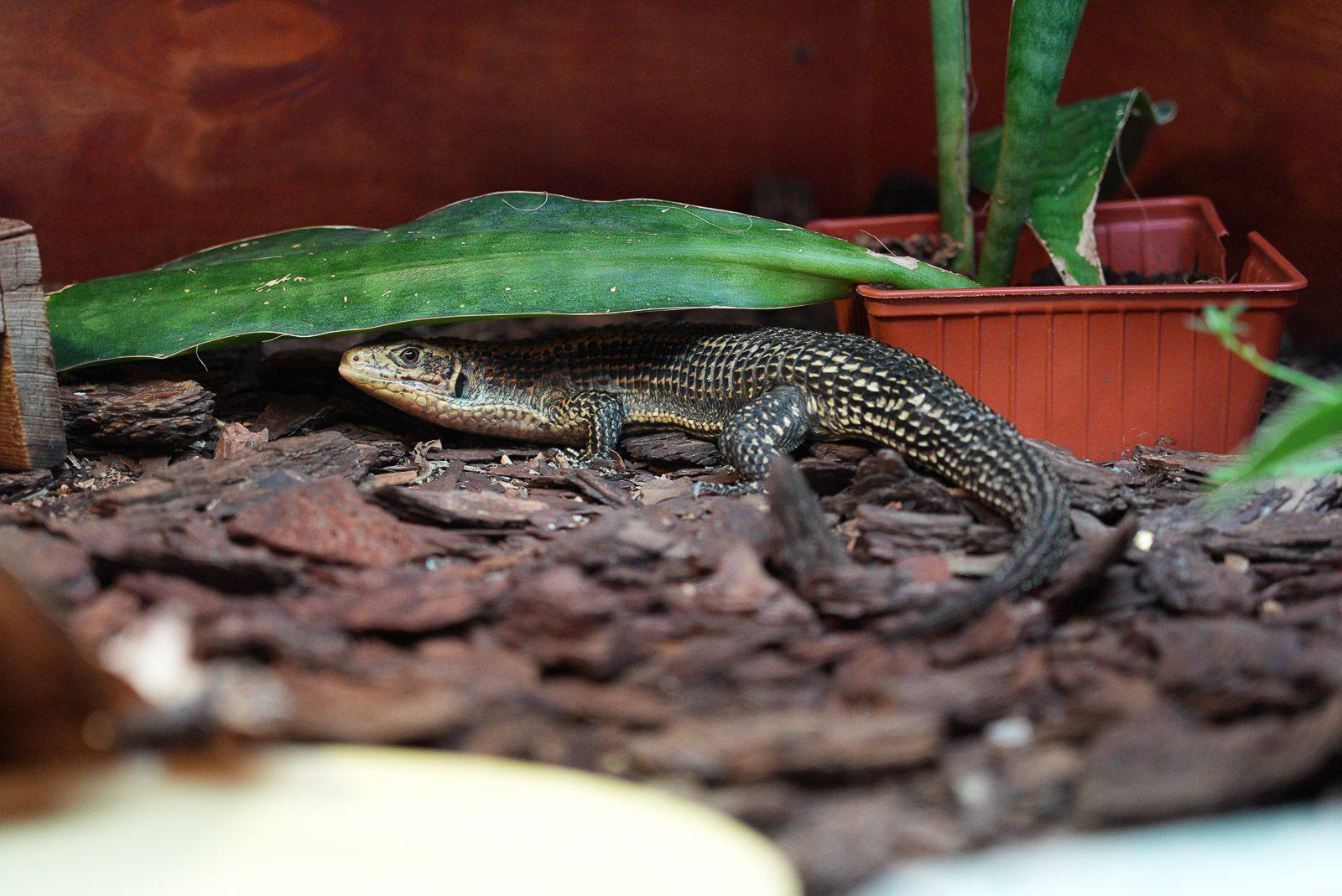 Два детеныша большого геррозавра родились в Московском зоопарке