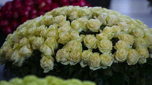 ��� ������� �����, ����� ��� ������ ���������? ������������