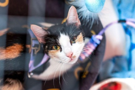 � ���� ������ ������� ��������� �����������, �������������� ���