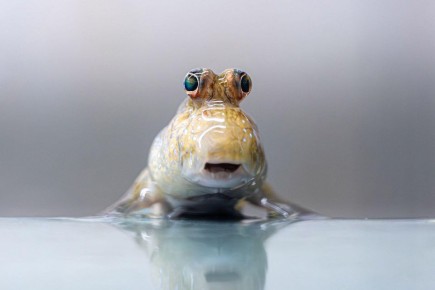 � ������������ �� ���� ��������� ����� ���������