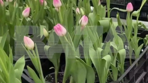 ��� ����� � ���������� �������� � ���������� ��������� ����������: �� ������ Baza, ��-�� ������ ��� �� �������� ���� ����������� ��������� ���������� ������