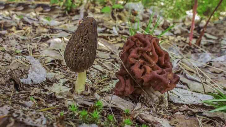 Грибной бум в апреле обещают биологи