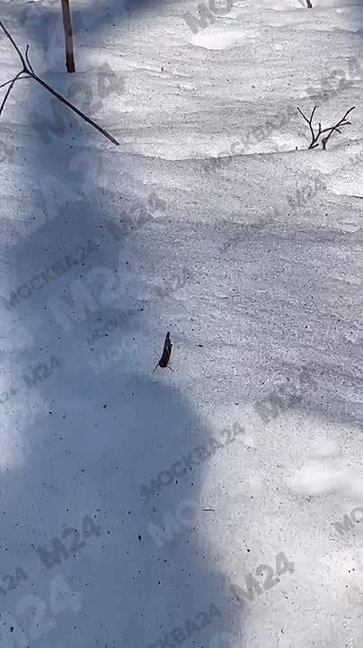 ���������: � �����-����������� ��������� �������� �������