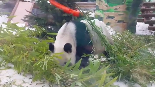 ������ ����� ���� � ��������� �������: ������� ������, ������ ������ � �������� �� �������