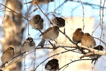 Олег Царёв: И к действительно важным новостям