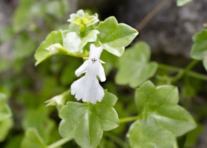 � ���������� ������� ���������� ��������, �� ������� �������� � ����