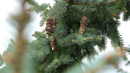 Сосновые ветки как естественные защитники вашего сада