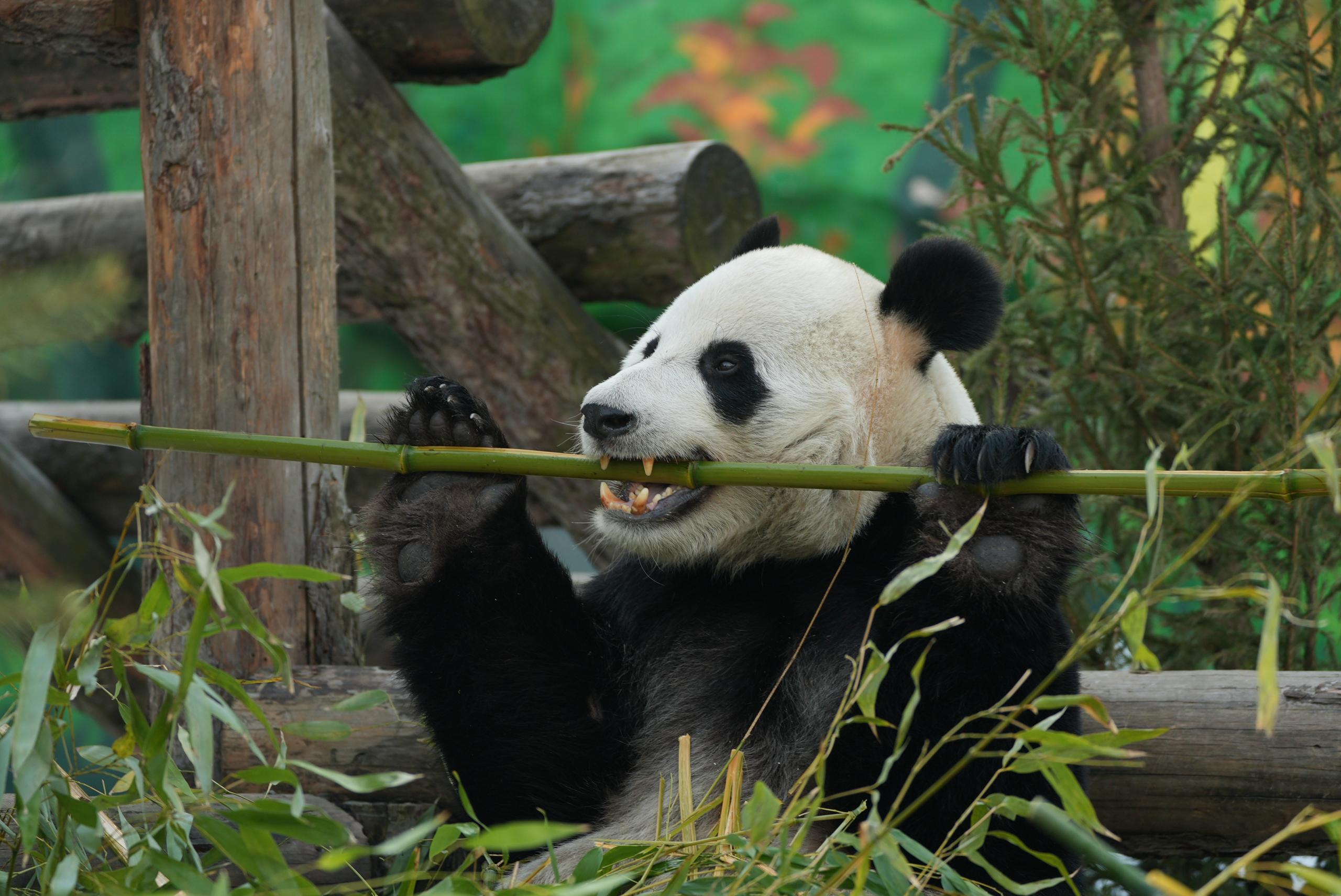 Уже совсем скоро, в 12:00 и 14:00, начнут вручать подарки пандам из Московского зоопарка Уже совсем скоро, в 12:00 и 14:00, начнут вручать подарки пандам из Московского зоопарка
