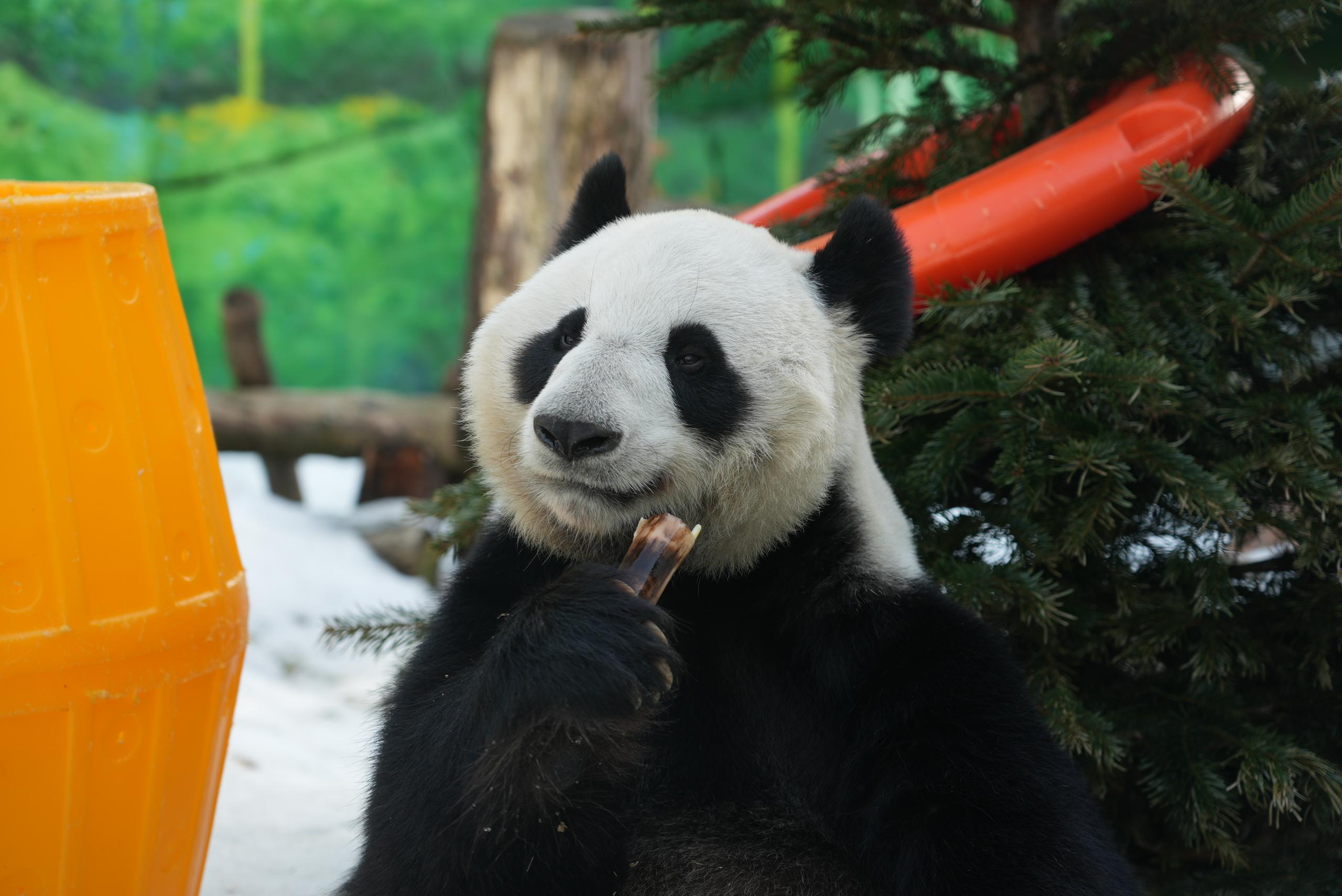 Уже совсем скоро, в 12:00 и 14:00, начнут вручать подарки пандам из Московского зоопарка Уже совсем скоро, в 12:00 и 14:00, начнут вручать подарки пандам из Московского зоопарка