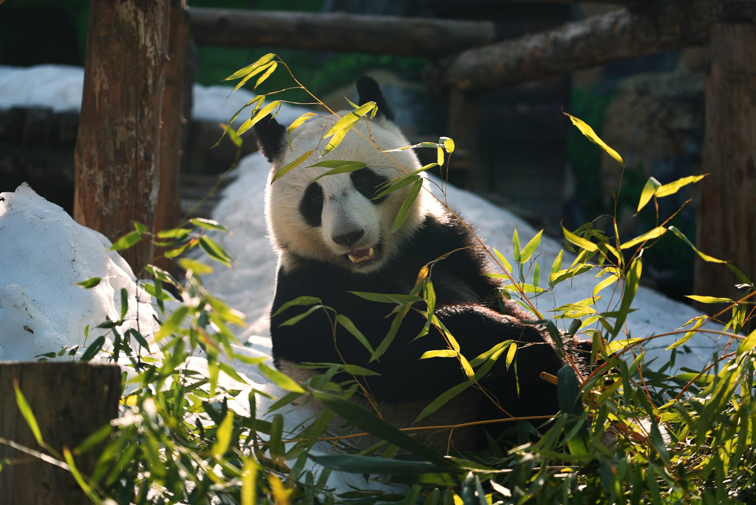 Уже совсем скоро, в 12:00 и 14:00, начнут вручать подарки пандам из Московского зоопарка