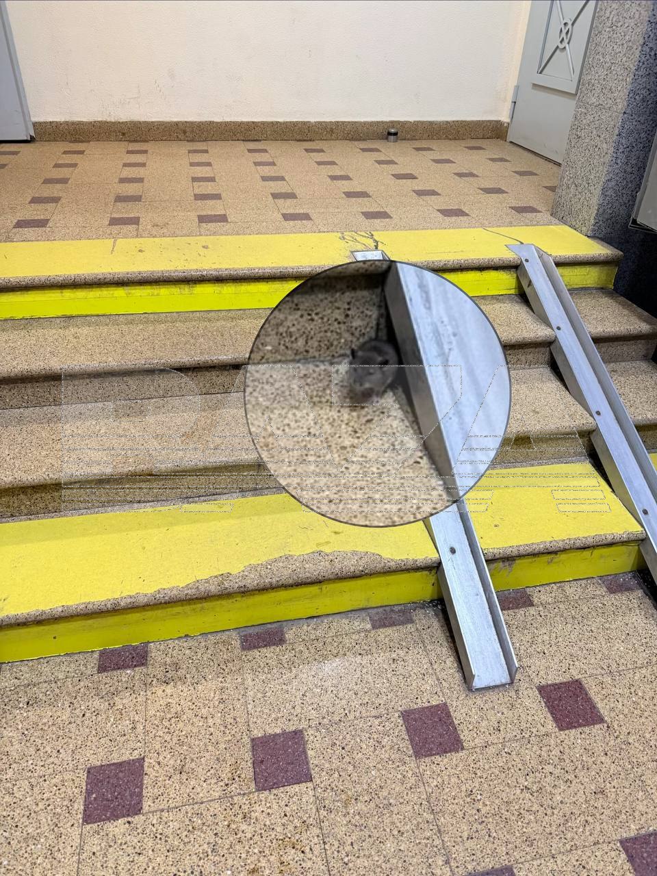 Жители московского ЖК страдают от полчища крыс — грызуны проникают в дома и автомобили, грызут проводку Жители московского ЖК страдают от полчища крыс — грызуны проникают в дома и автомобили, грызут проводку