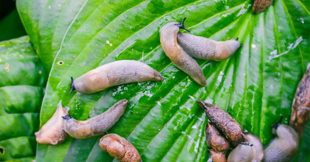 Как избавиться от слизней на дачном участке: эффективные методы защиты урожая