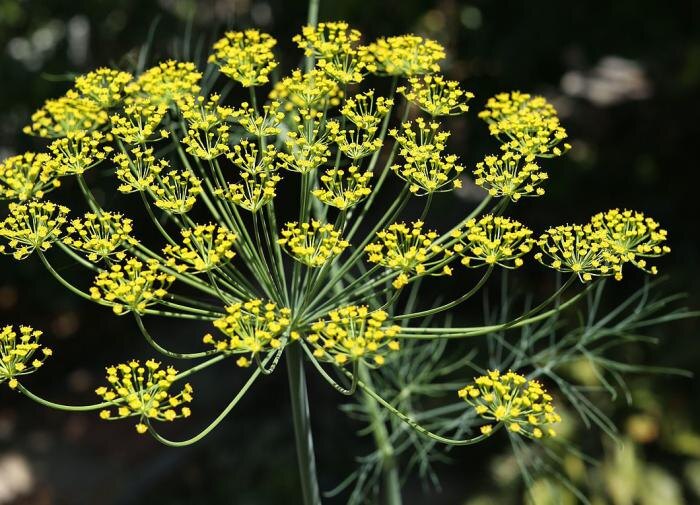 Опасные соседи укропа: кто мешает расти вашей зелени?