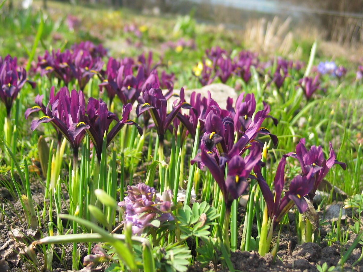 Необычные весенние цветы для вашего сада: откройте для себя новые виды