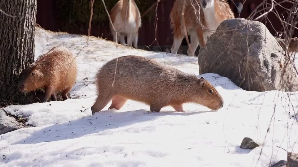 ��������� ����������� �������� ���������� ������������ � ������� �������