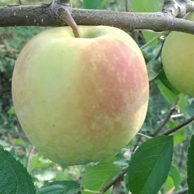 ������ �������� ������: ��������� ����� ��� ������ ����