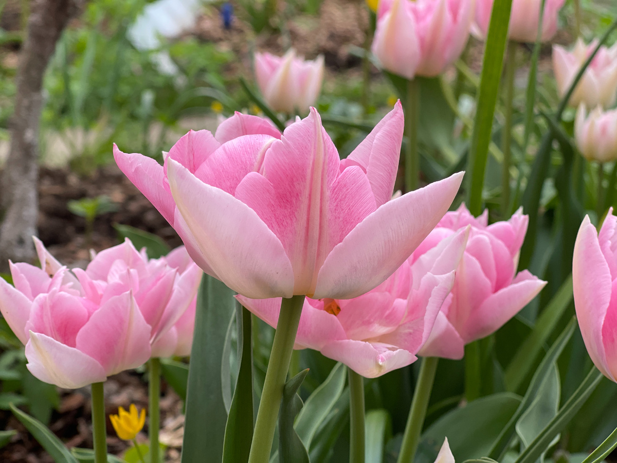 Тюльпаны в саду: секреты непревзойденного цветения без хлопот