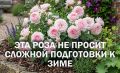 Секреты зимовки канадской розы: минус 35 не проблема