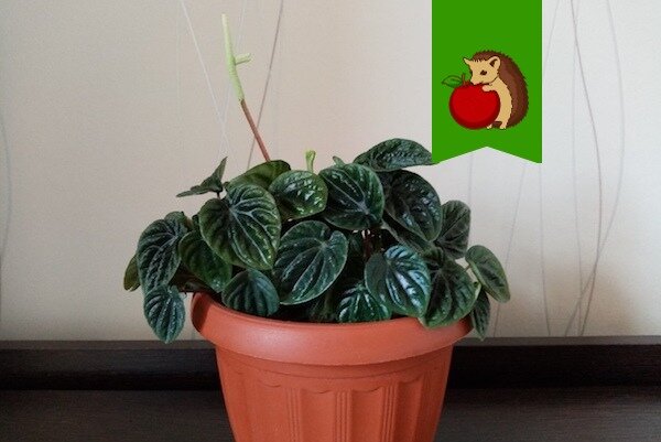 Как сохранить пеперомию здоровой: что ей не подходит