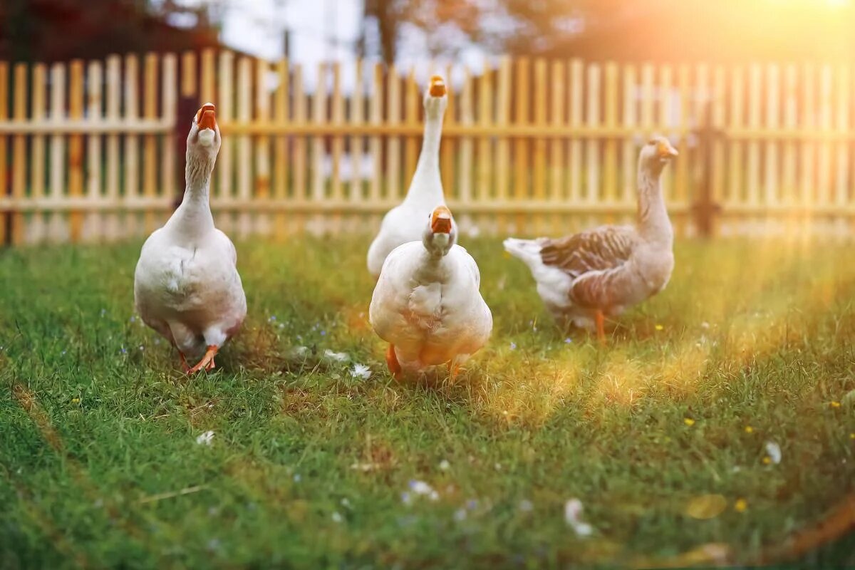 Как правильно кормить гусей: секреты для быстрого набора веса