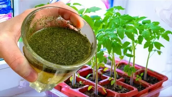 Как вырастить здоровую рассаду томатов с помощью натуральных удобрений