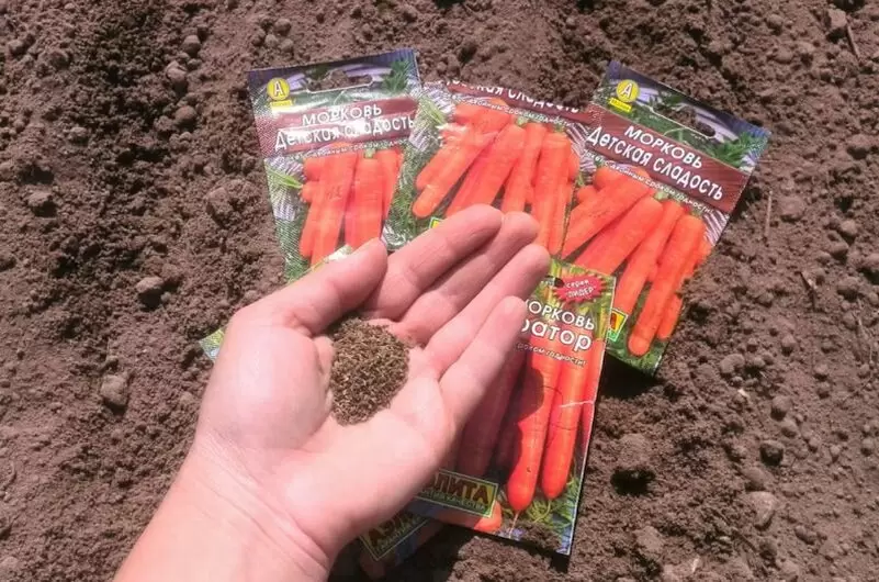 Ошибки, которых стоит избегать при посеве моркови: что не любит этот овощ