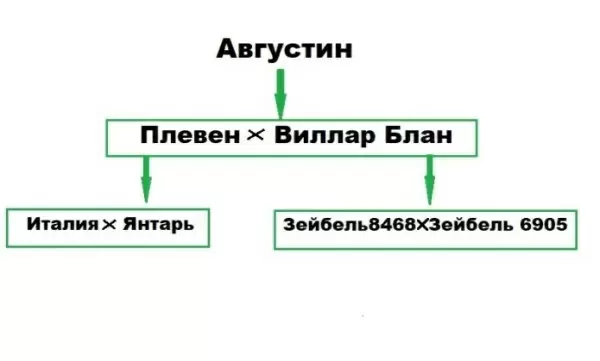 Виноград Августин: что нужно знать о популярном сорте