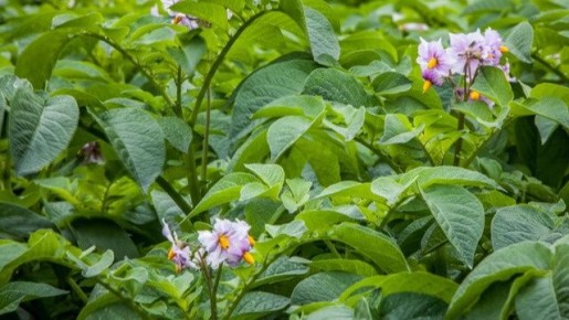 ��������� ����� ���������� ���������: ��� ��������� ������ � ��� ����