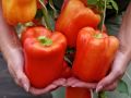 Перец Арчи: идеальный гибрид для современных теплиц
