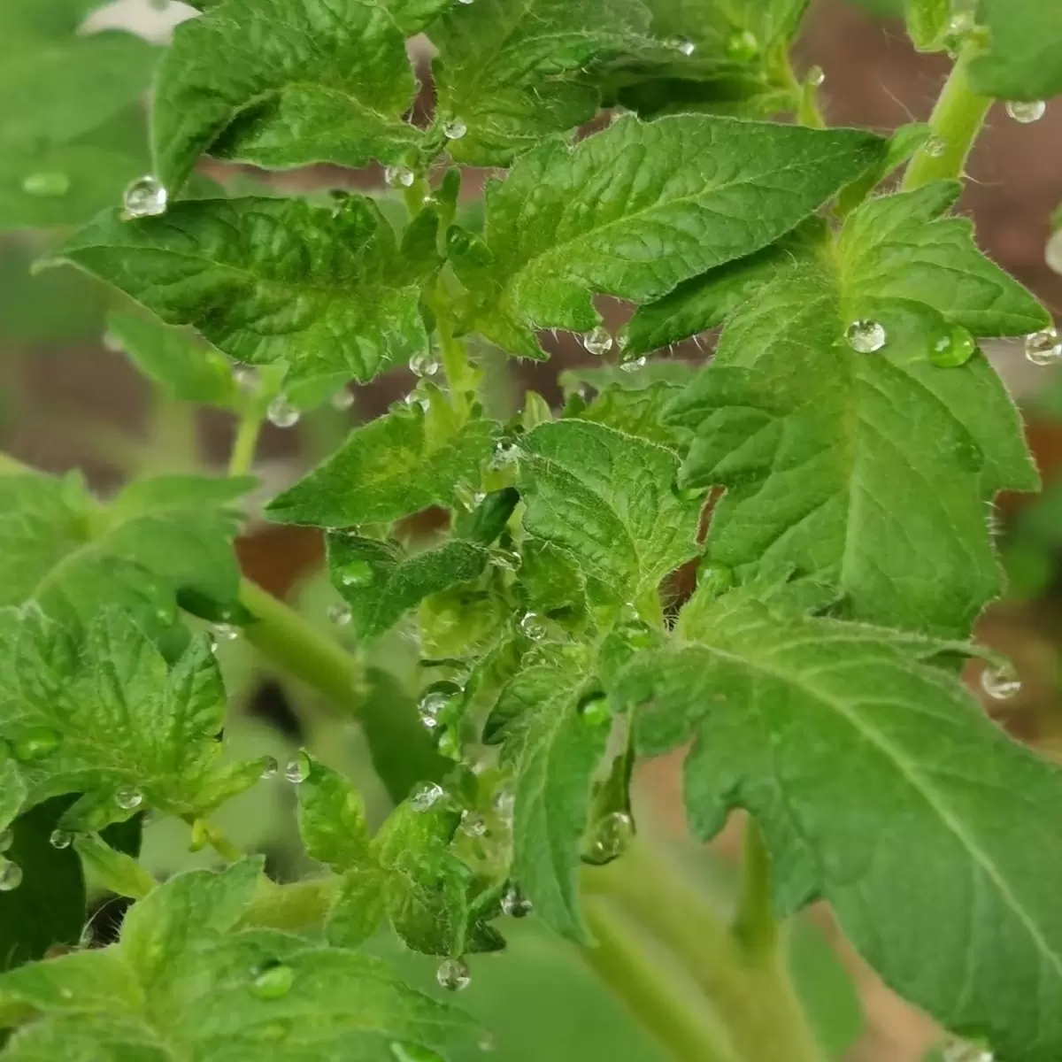 Почему капли на листьях томатов — сигнал для дачников