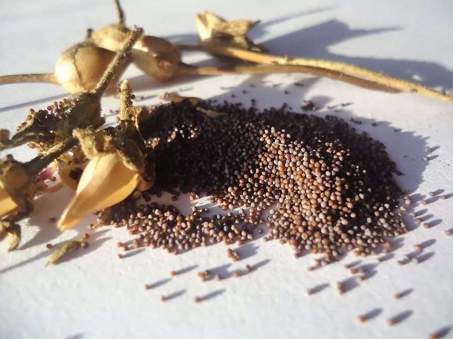 Август: время собирать семена для цветника будущего