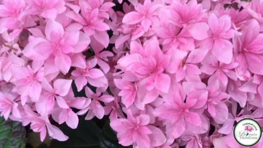 Секреты успешного ухода за гортензией