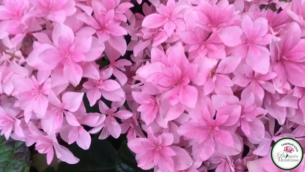 Секреты успешного ухода за гортензией