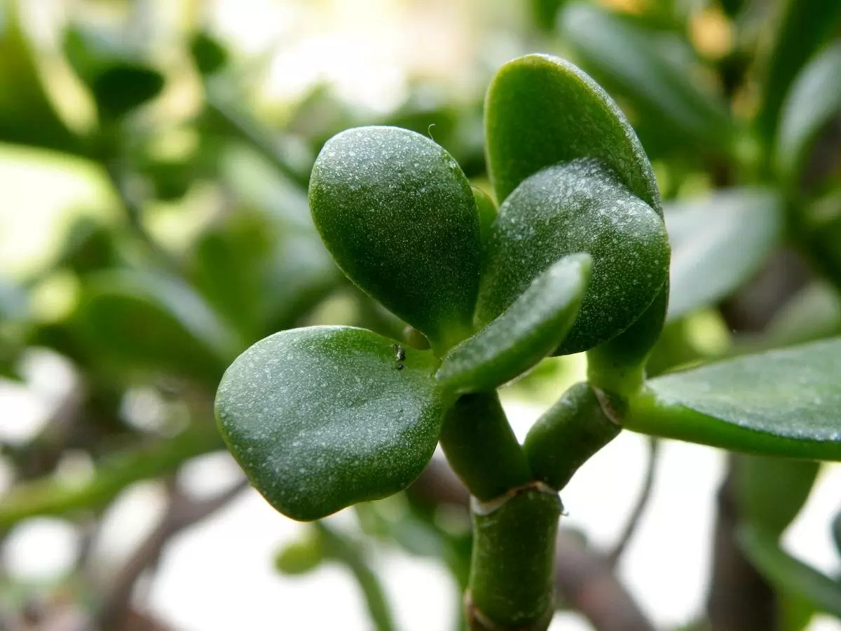Денежное дерево: почему обрезка — залог здоровья и красоты