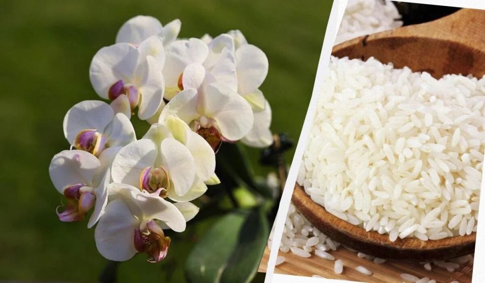 ����� ������� ��������: ��� ������� ���� �������� ��������