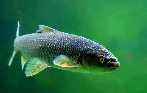 �������: ������ ��������� ��� � �����