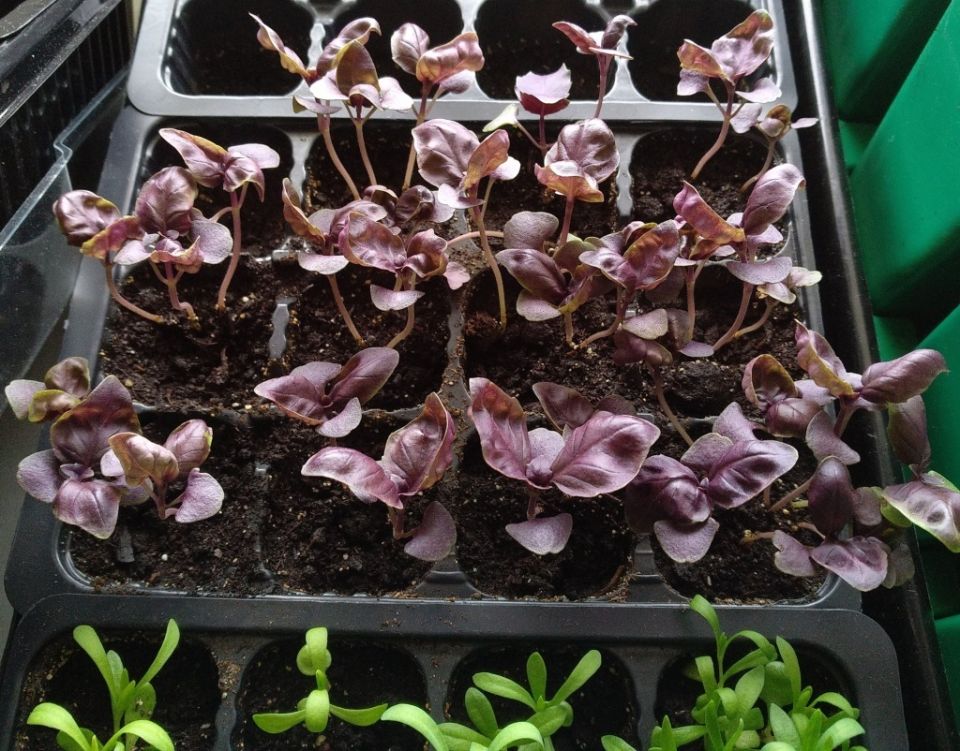 ��� ��������� ����������� ������� � ������ 2026 ����