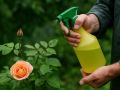Эффективная защита для роз: простой спрей, который стоит попробовать