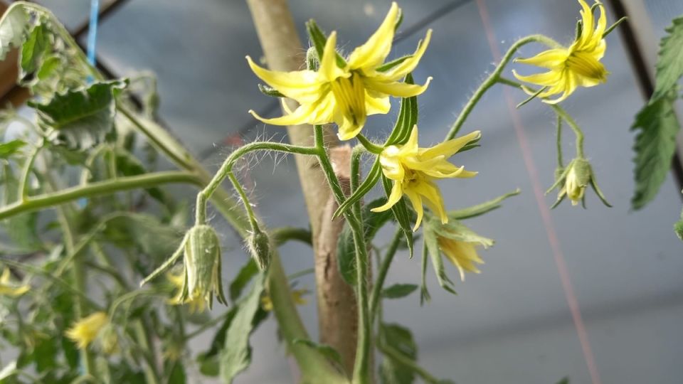 ��� ������������� ������ ������: ����������� ����� ��� ������